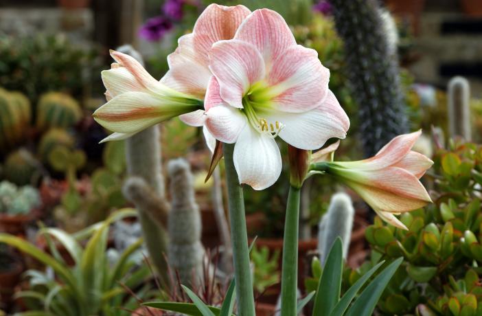 10 plantas tóxicas para los perros muy comunes