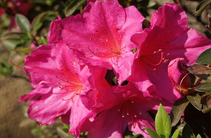 10 plantas tóxicas para los perros muy comunes