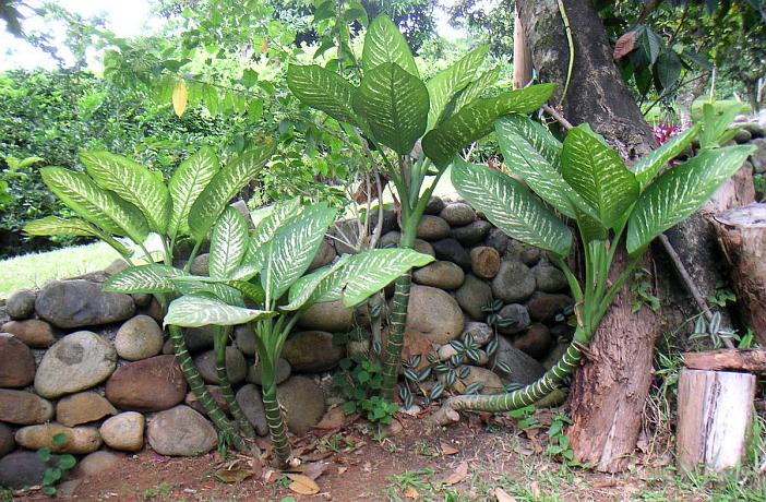 10 plantas tóxicas para los perros muy comunes