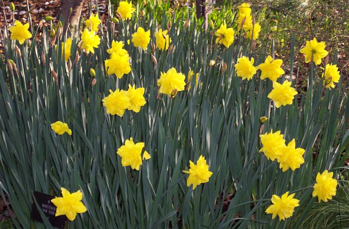 10 plantas tóxicas para los perros muy comunes