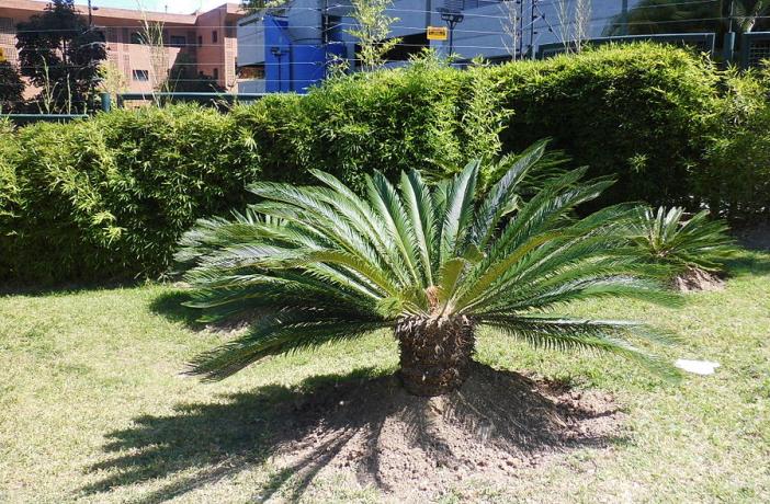 10 plantas tóxicas para los perros muy comunes