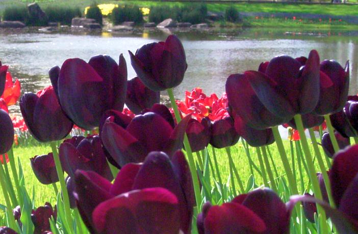 10 plantas tóxicas para los perros muy comunes